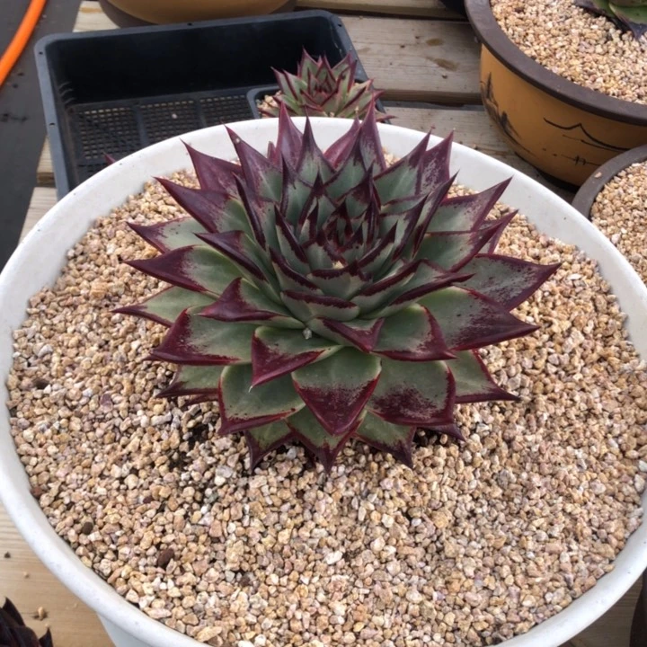 墨系野乌000000000000021