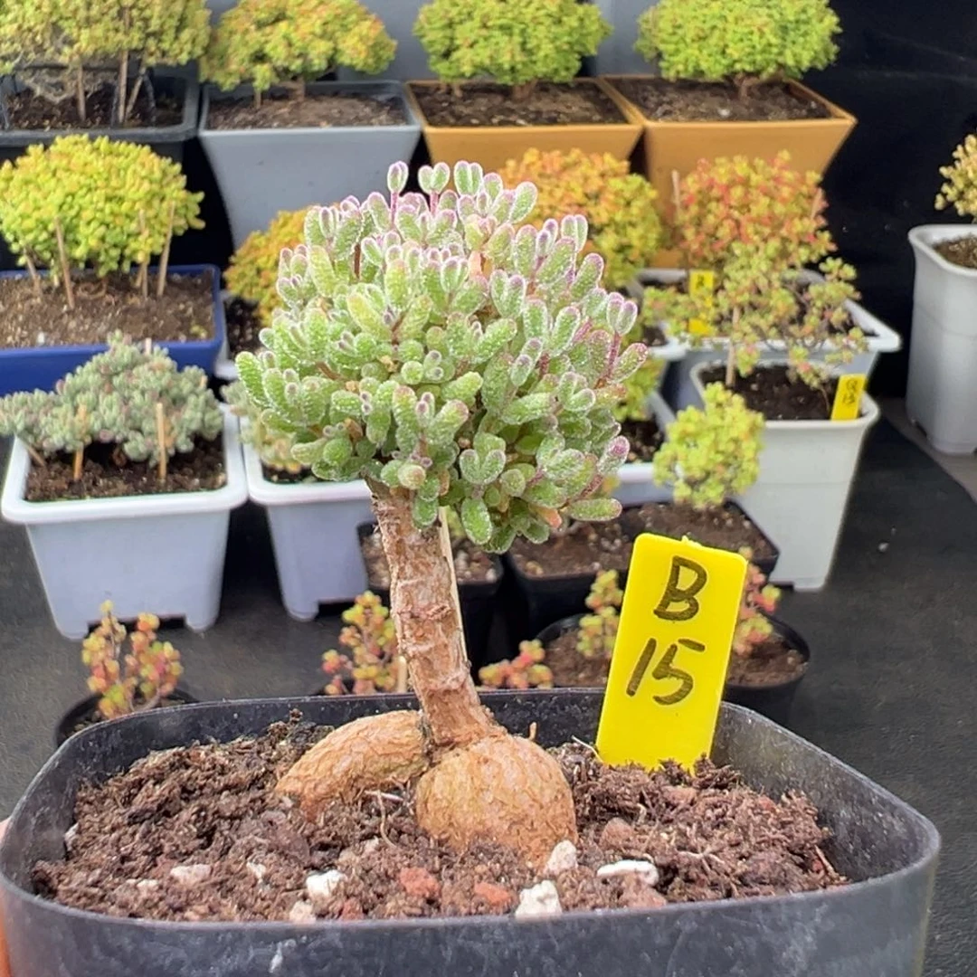 跳跳糖带盆带土发货