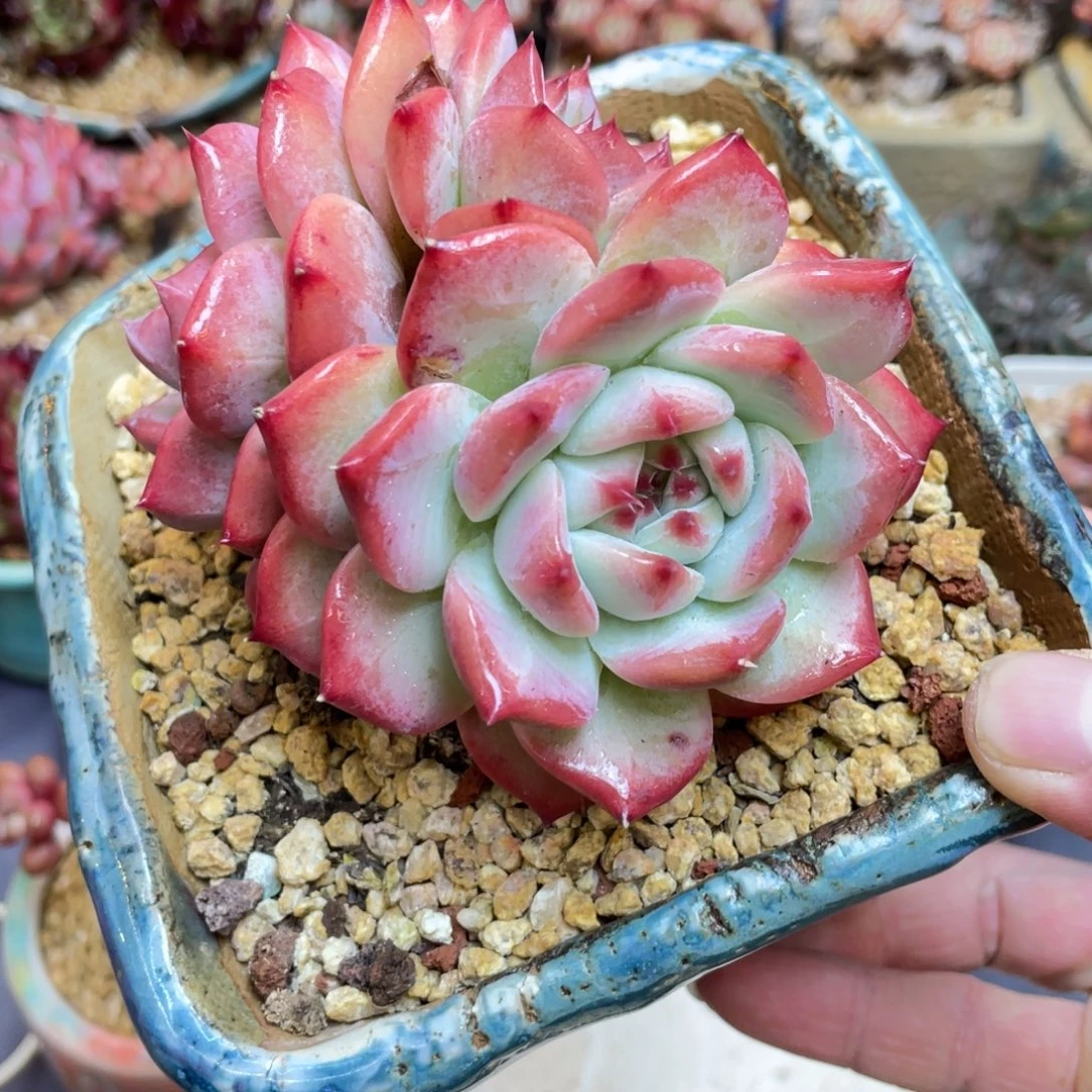 原卡群生暗纹粉色