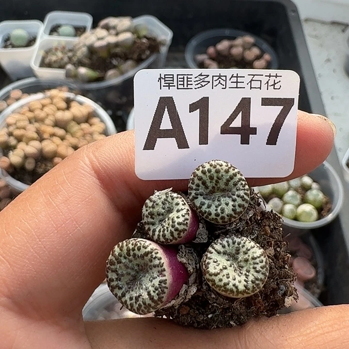147多肉植物多肉植物