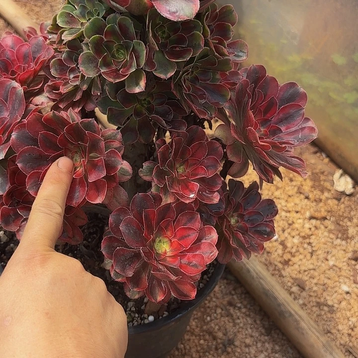 多肉植物福利844个