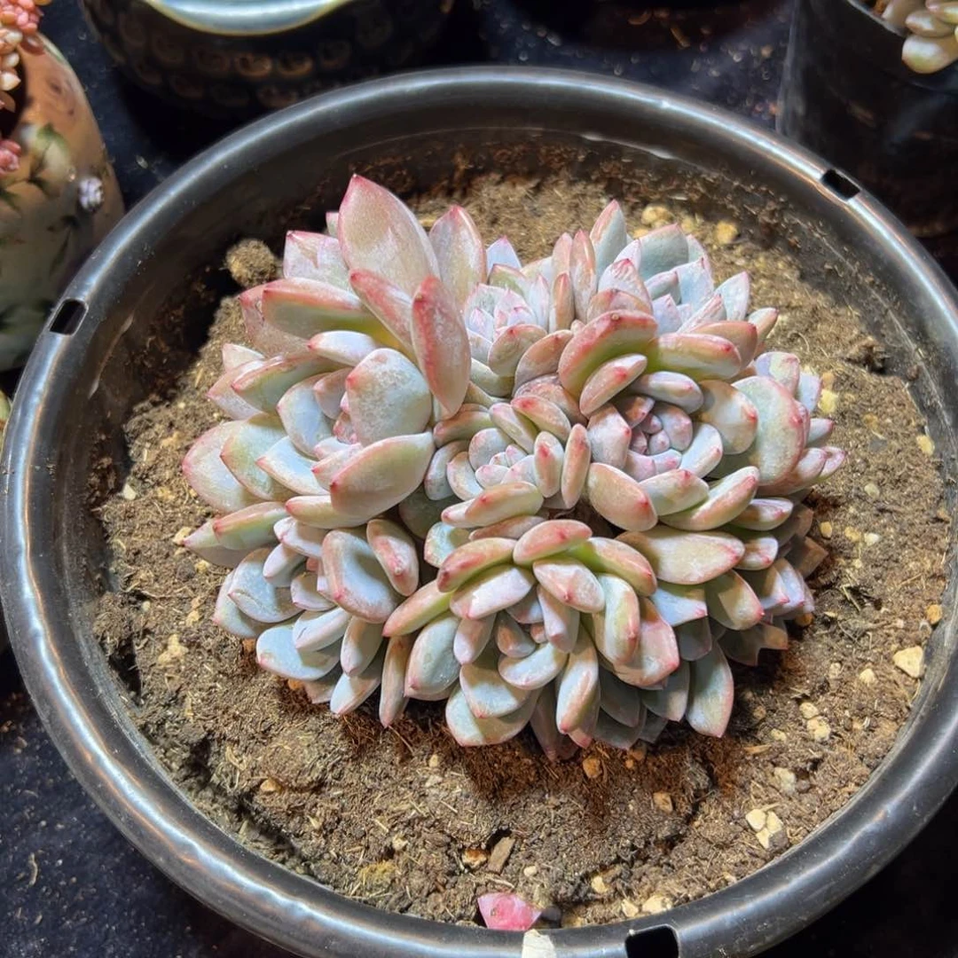 新年快乐 新年快乐