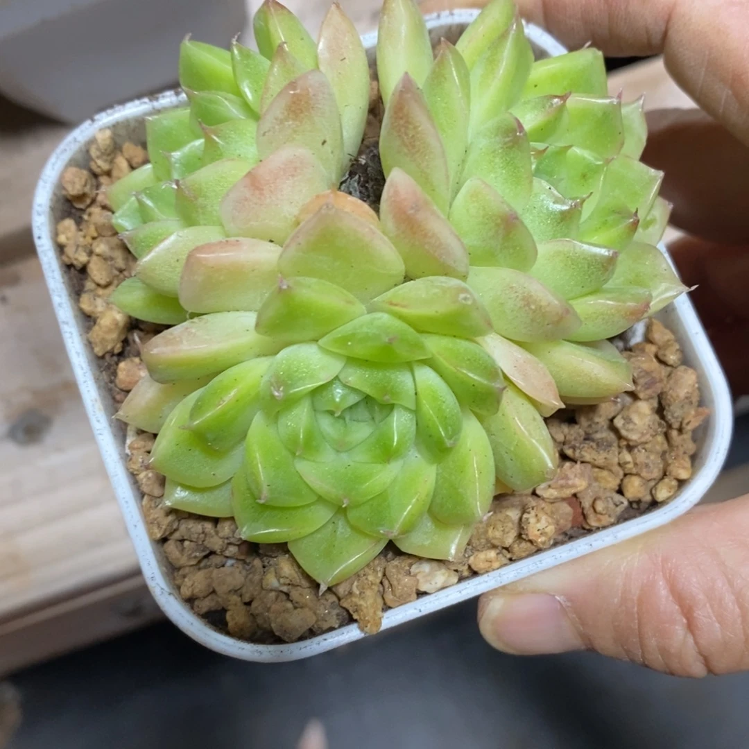 精品多肉一物一拍不包整62