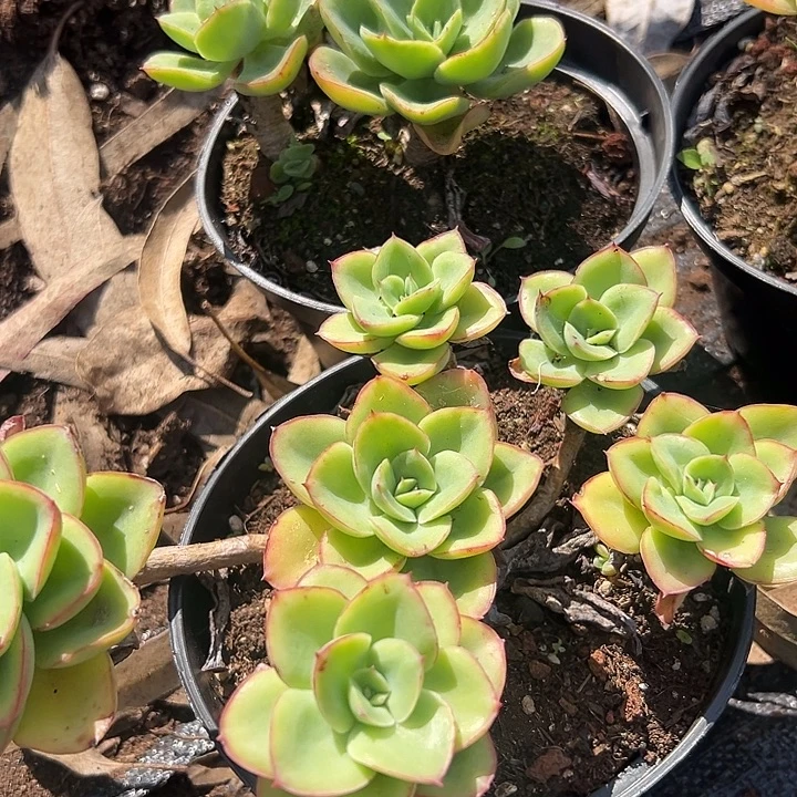 花蝴蝶送一颗头少随单。