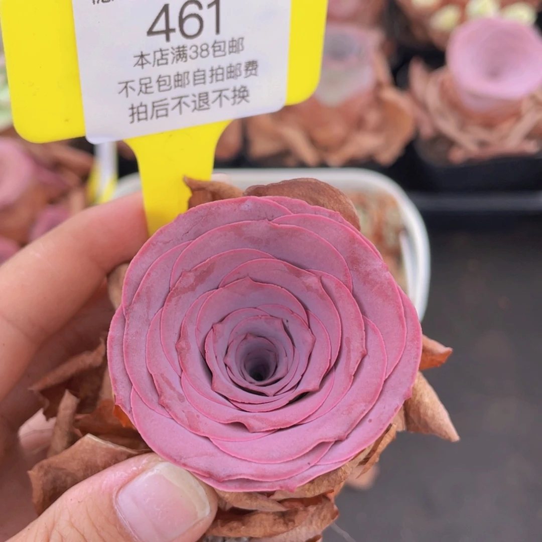 山地玫瑰461满38包邮裸根发货