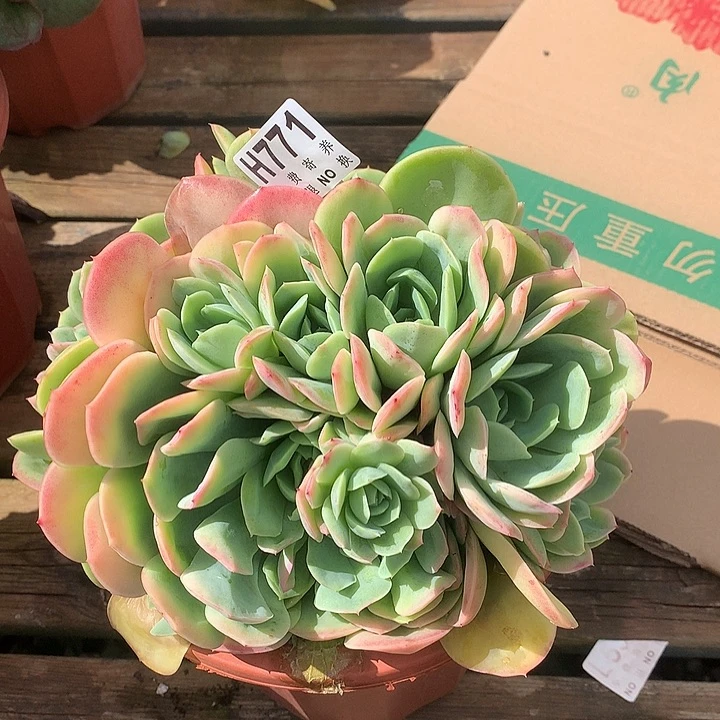 白月影杂白凤大群 非偏远38包邮 节后发