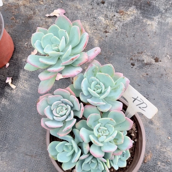 晨语多肉一物一拍+72