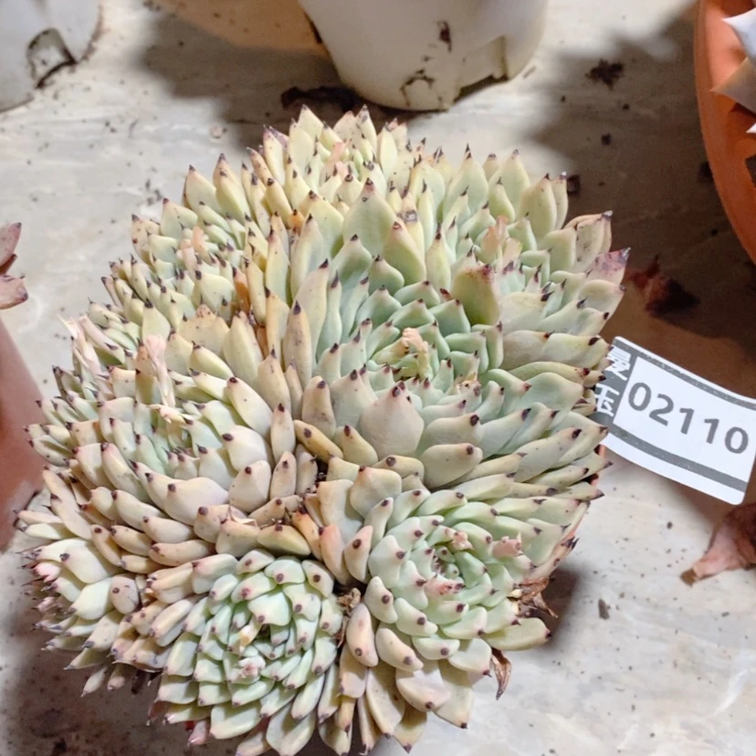 【闪购商品】绿爪02110