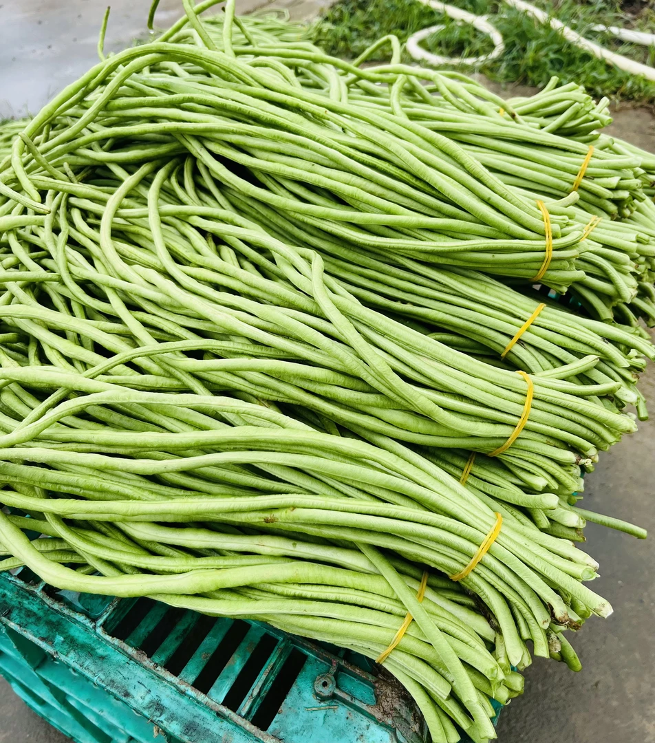 湖南农家新鲜现摘长豆角当季蔬菜口感脆嫩