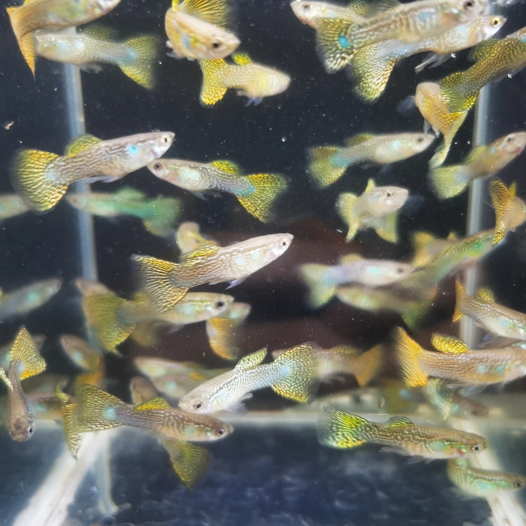 金属黄蕾丝 单发公鱼 精品孔雀鱼套餐（入缸后不包损）