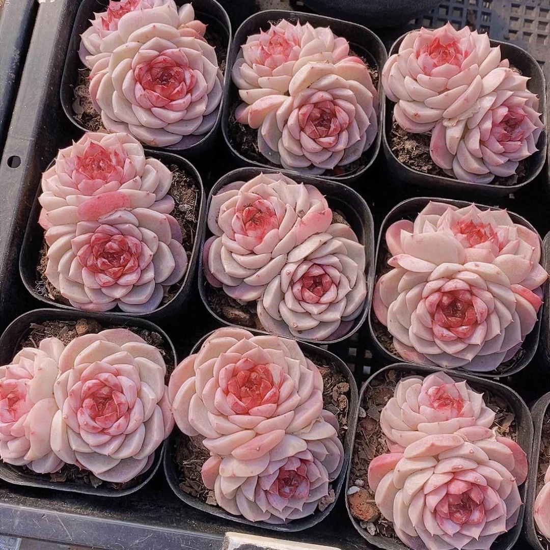 0210-天鹅绒双头一颗 量拍