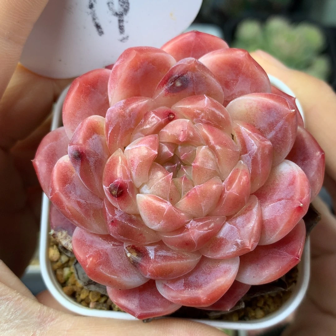 红油透暗纹冰魄单头14