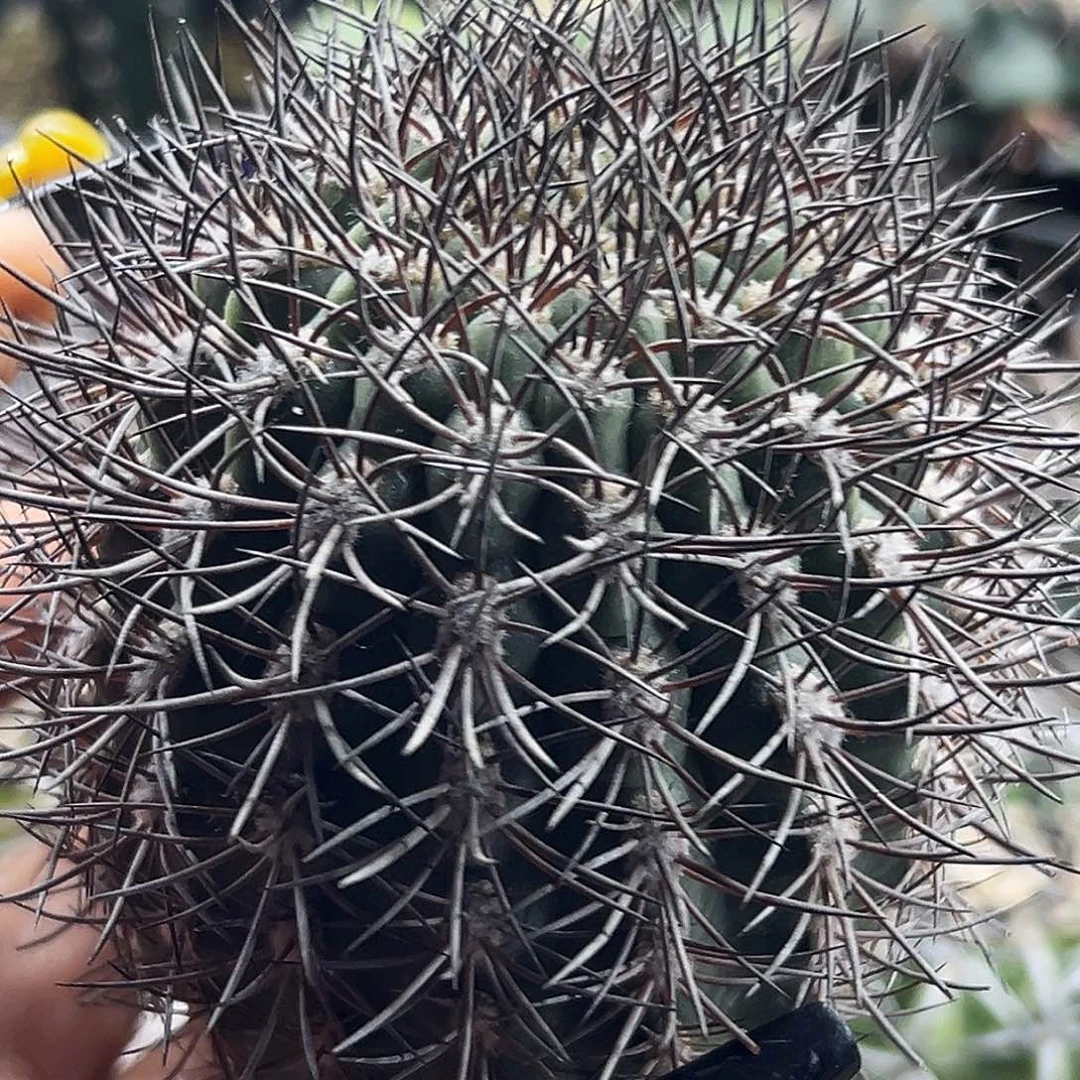 逆豹有根仙人球6666666666666