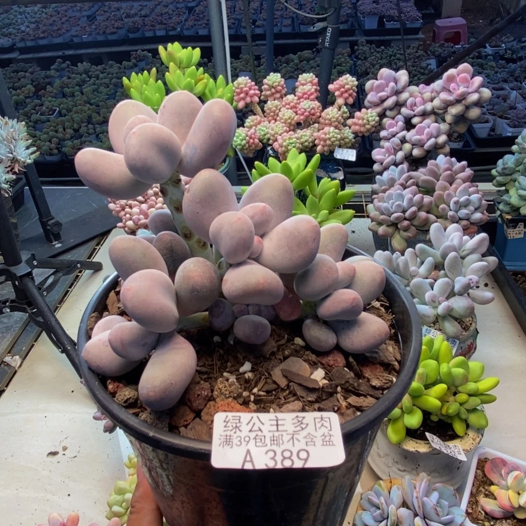 389米可奶多肉10cm