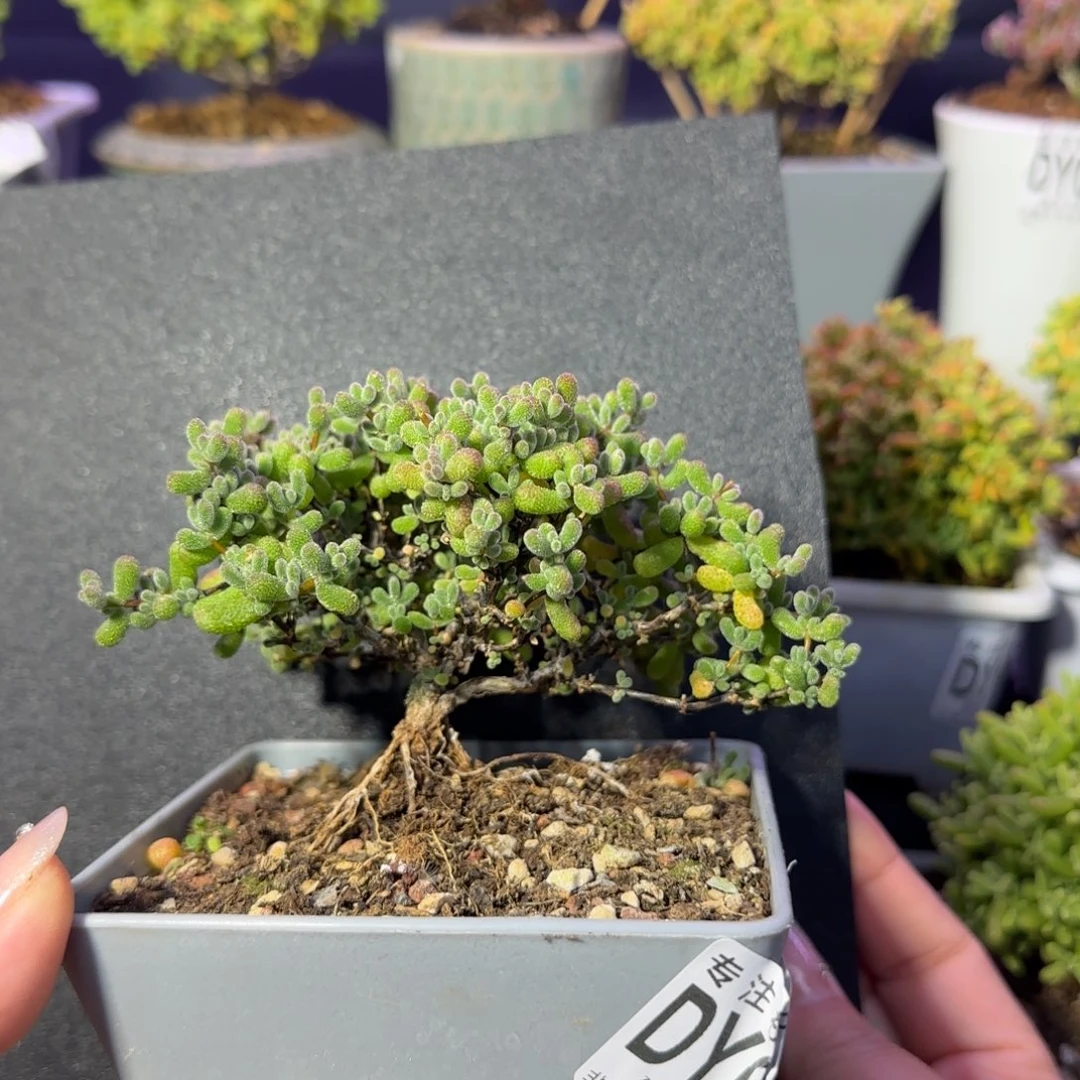 dy0622翡翠粗桩造型（你过来啊！）