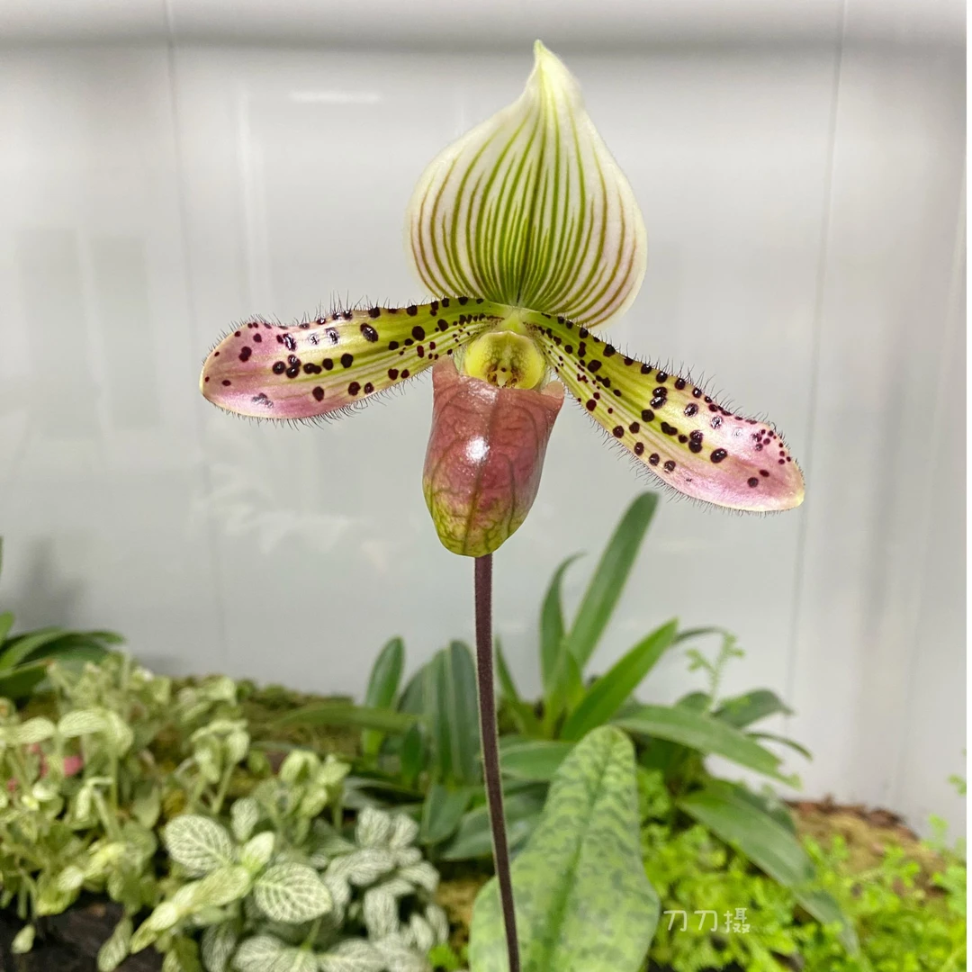 万峰绿缘【魔帝秀丽】新手入门带花苞兰花室内桌面盆栽人工育种苗