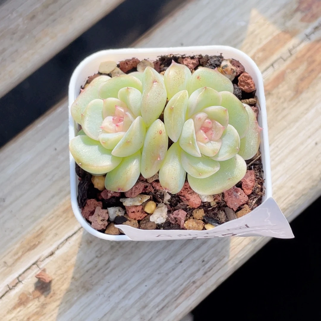 755号糖心冰心珍妮 画卷