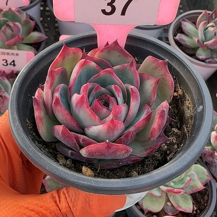 37 惊鸿仙子多肉植物6-9cm