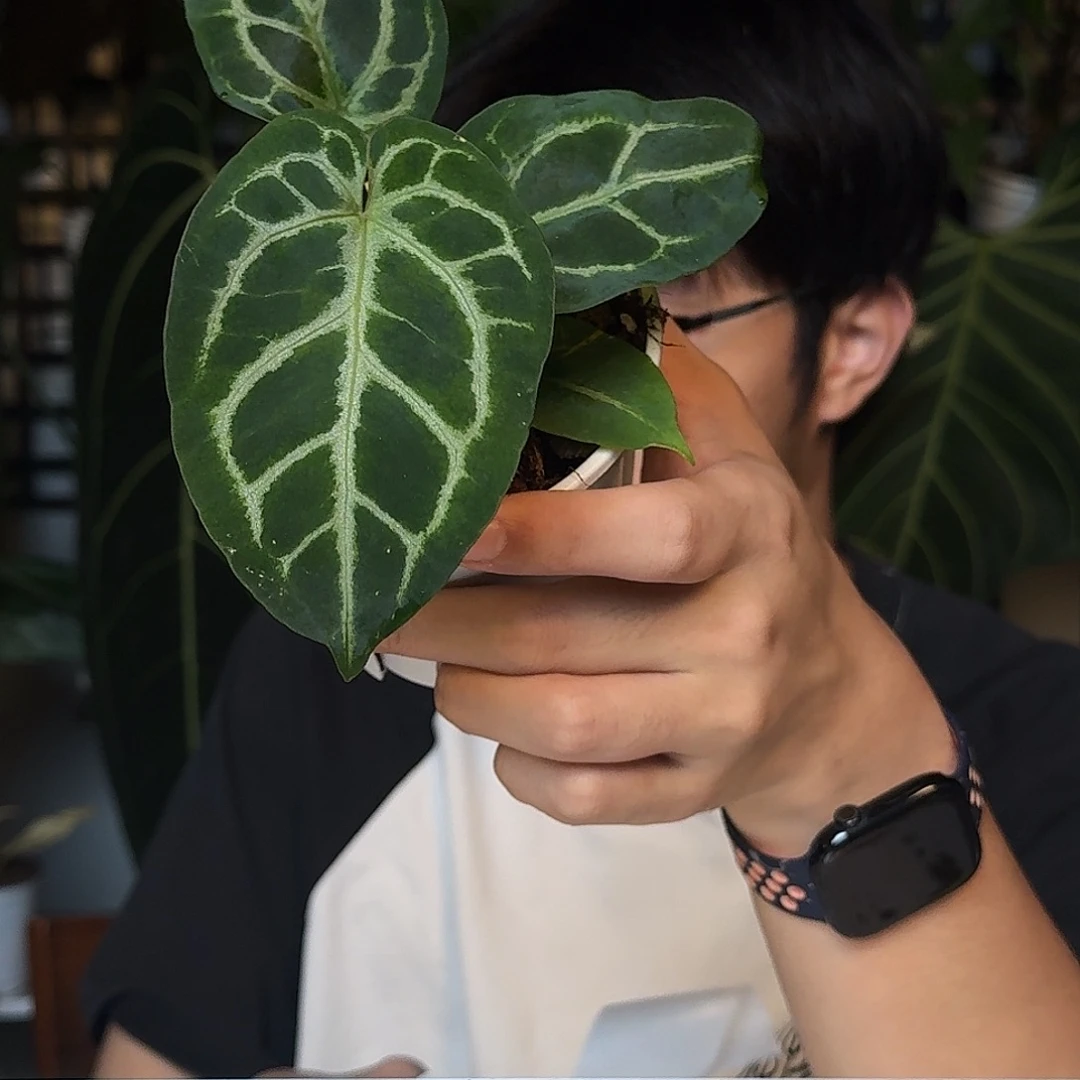 完全开放skg银杂U58