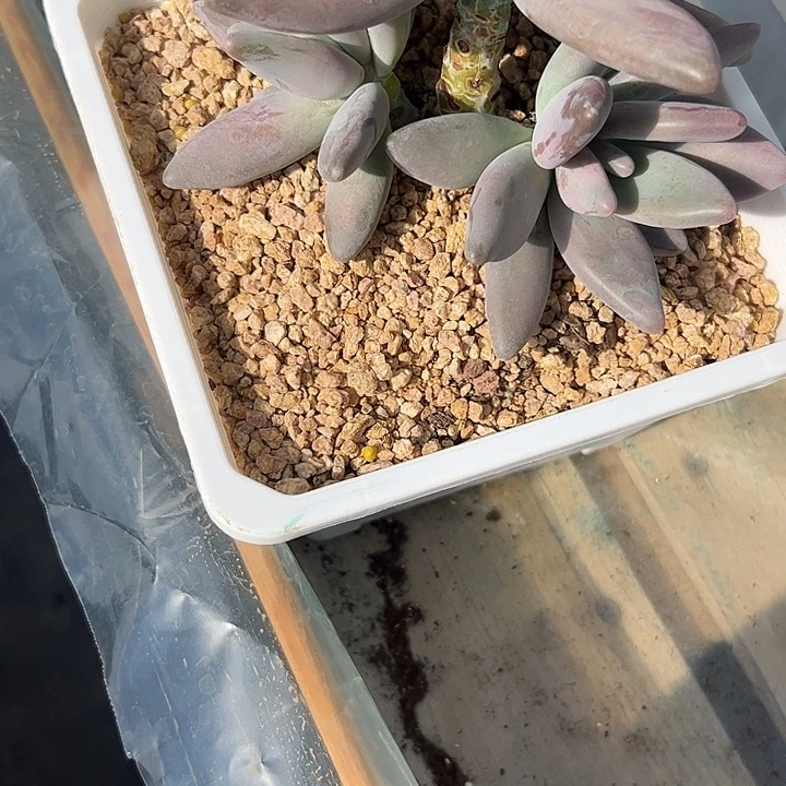 三头老企鹅111111