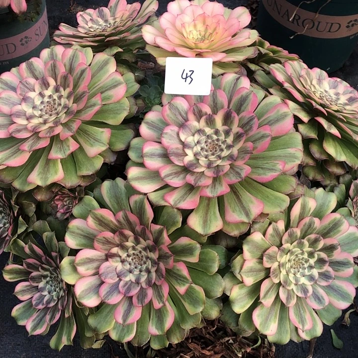 晴*43号 沙皇 多肉植物