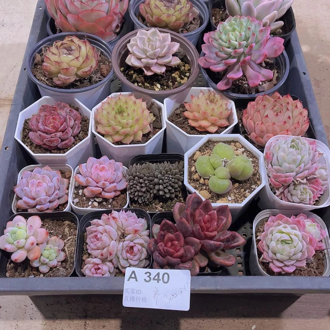 多肉340多肉植物