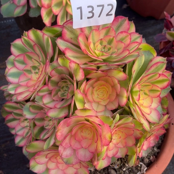 粉荔枝特价多肉发货