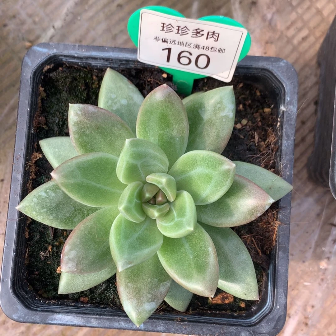 迷雾泡泡一物一拍160