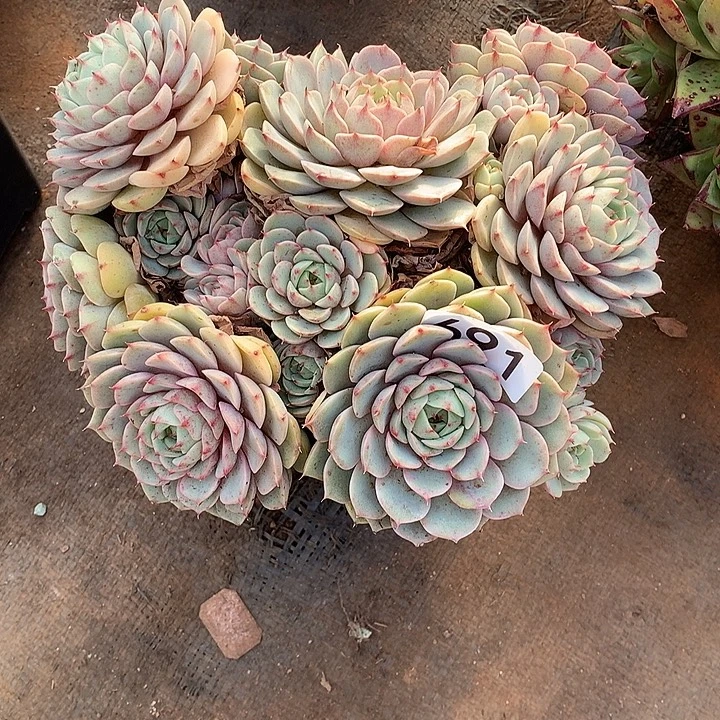 691笨巴蒂斯 一物一拍多肉