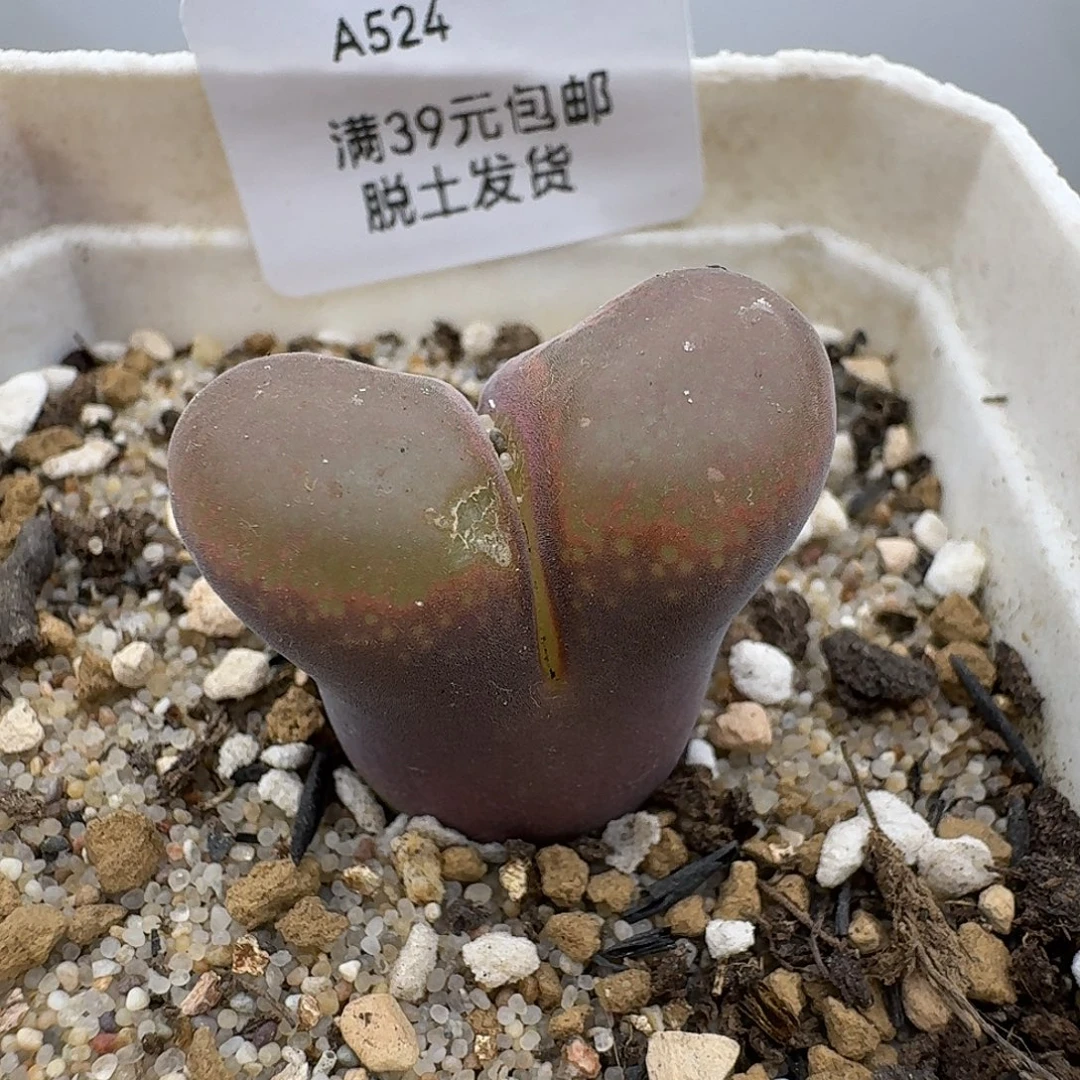 524多肉哈哈哈哈哈哈哈哈