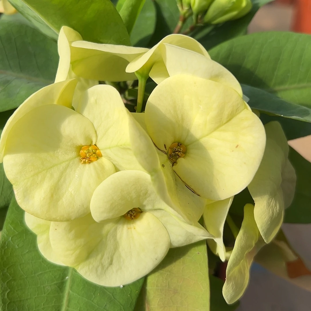 玉玺泰国大花虎刺梅