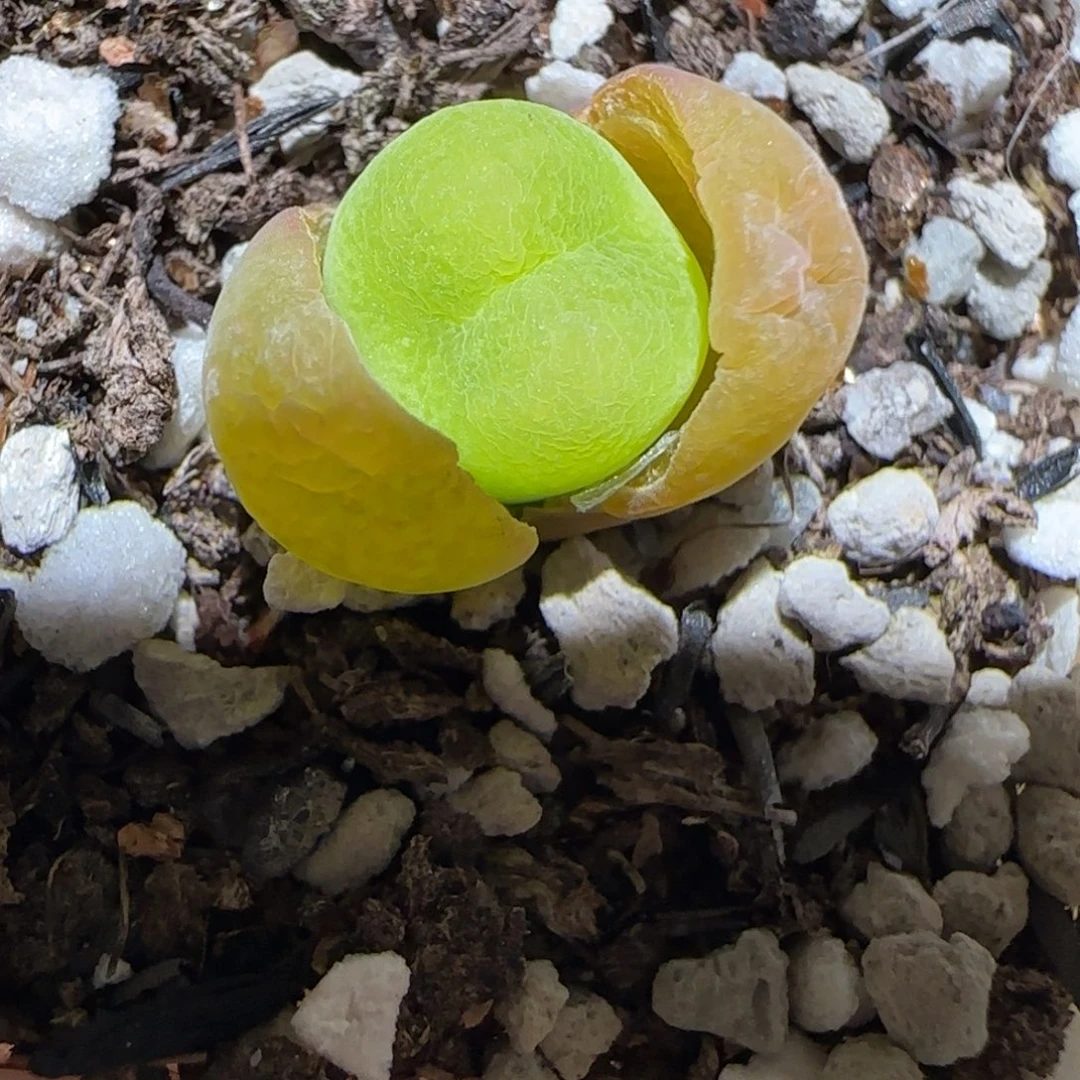 肉锥多肉植物百科-1678