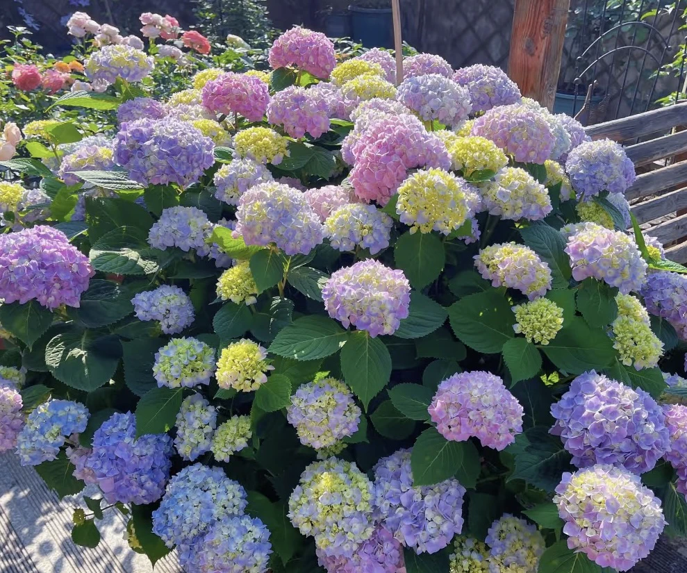 大花绣球无尽夏 多年生植物 盆栽地栽