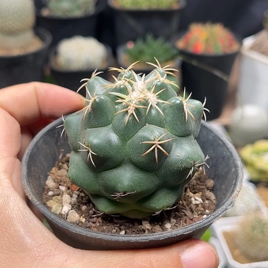 无花朵实生安宅象牙丸5.5cm