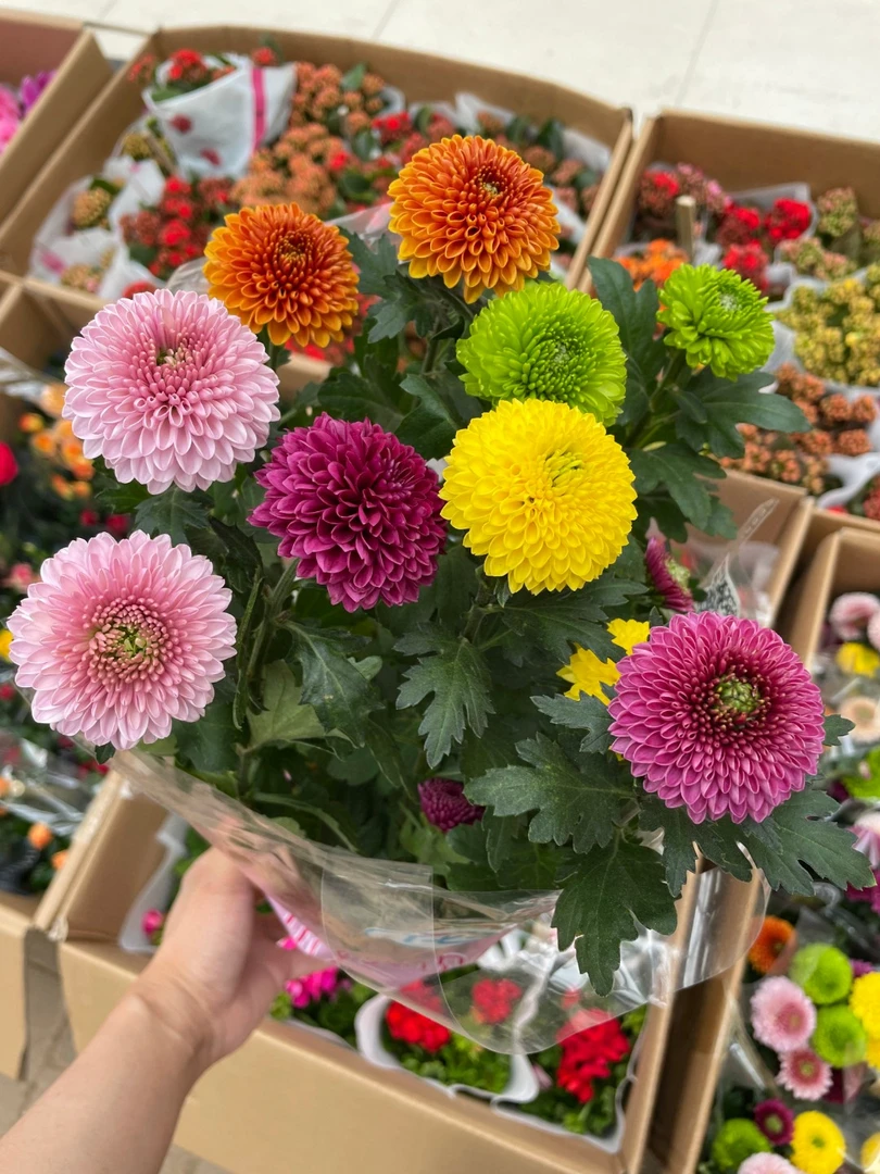 彩虹大丽花乒乓菊四季开花