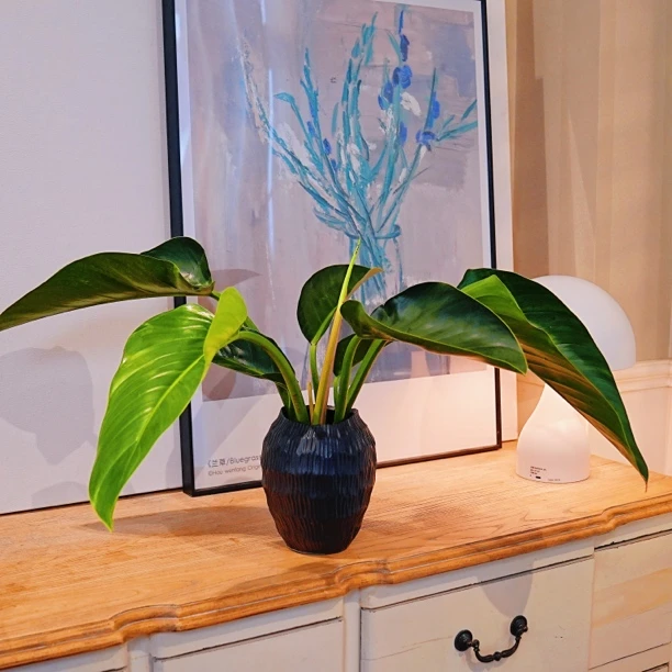 水培大叶金钻金钻水培植物室内桌面净化空气四季常青好养绿植