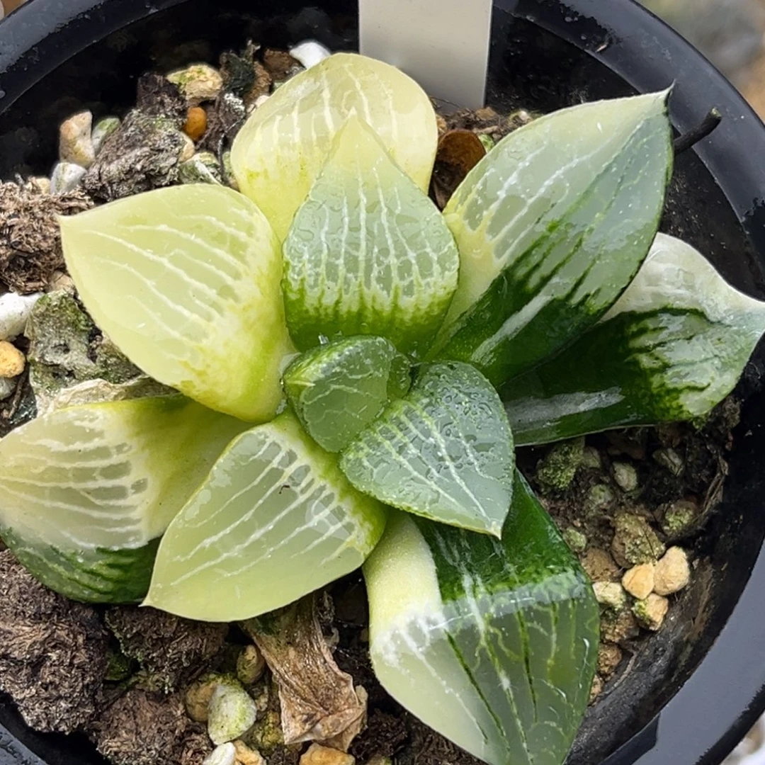 84实生康平锦十二卷多肉