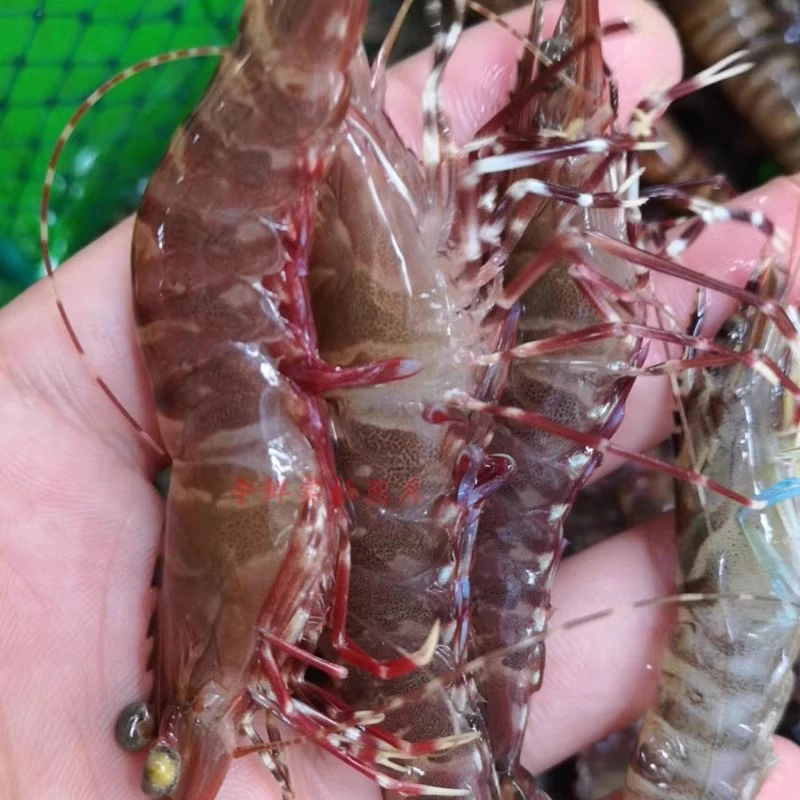 黑斑节虾  海鲜/海虾以直播为准顺丰包鲜到家