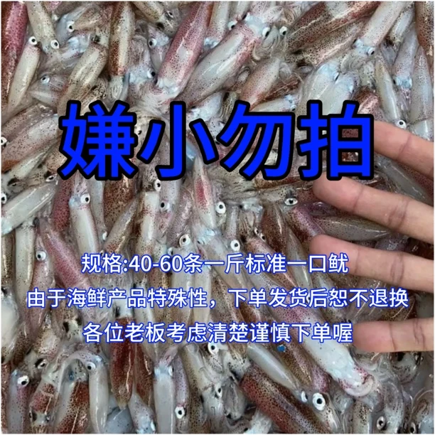 【顺丰直达】北海灯照鱿鱼标准一口鱿 速冻锁鲜发货  不带膏不带籽