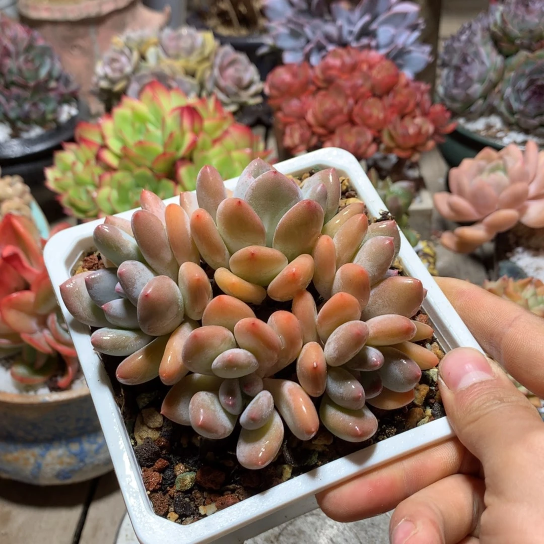 蒸舞奶酪多肉植物yannvjijin