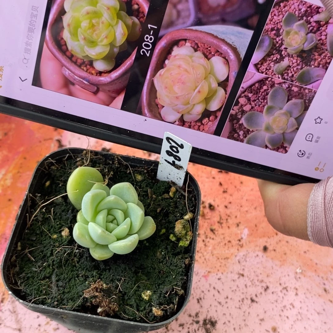 上盆甜心208-1小苗一个多肉量拍