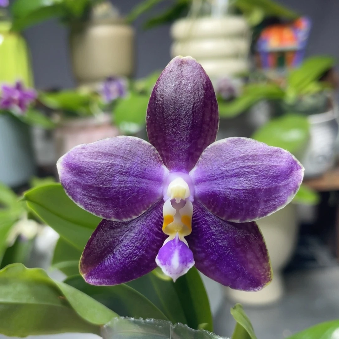 完全开放白虎交蓝豹，2.5杯开花株