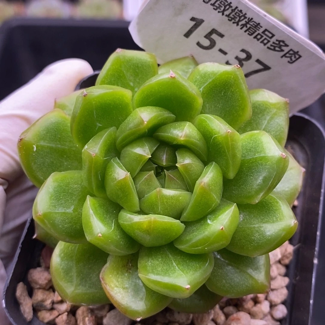 【闪购商品】15-37