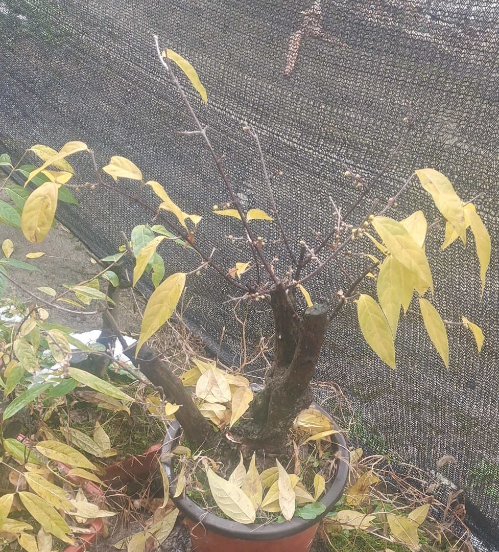 南方腊梅花盆栽盆景