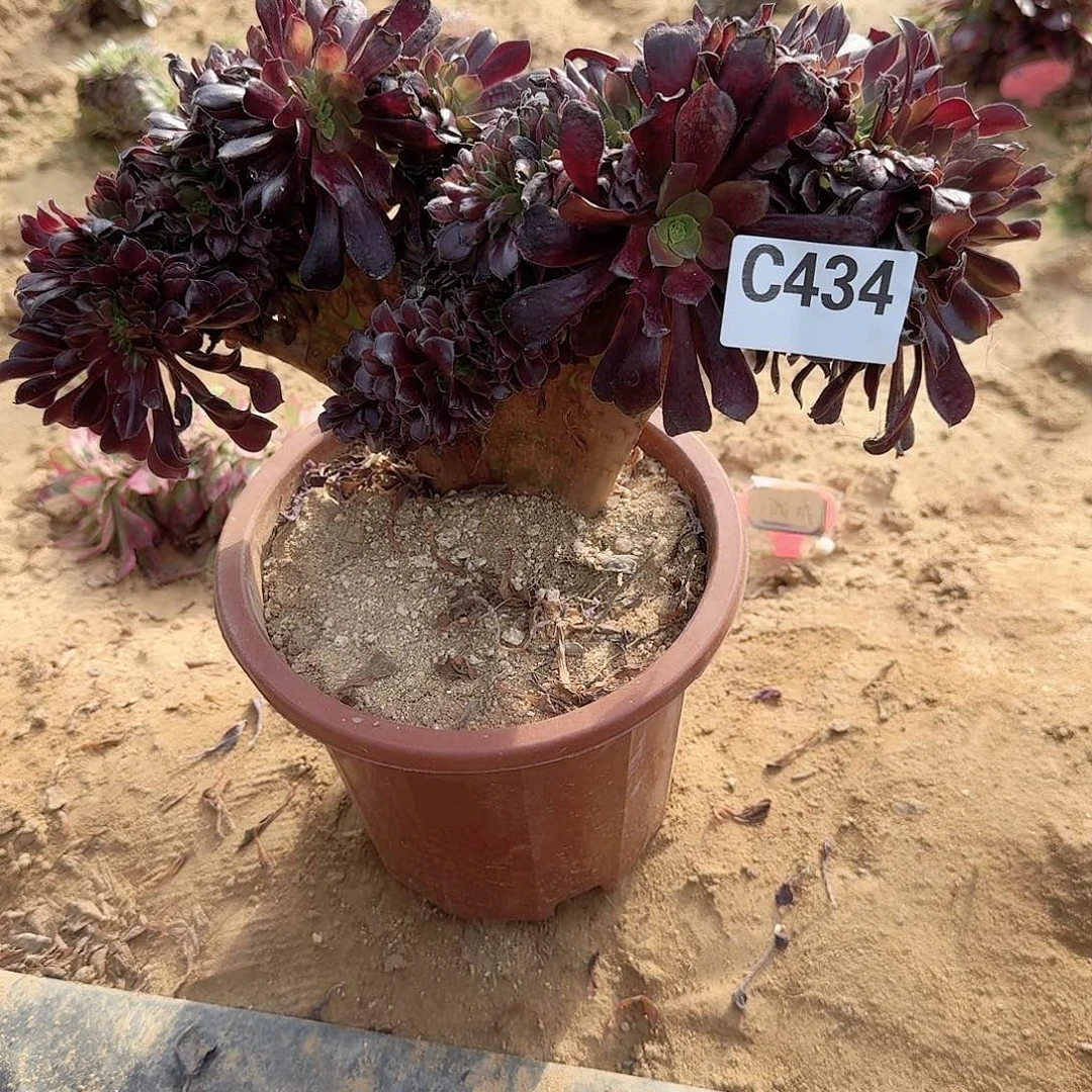 434欧紫有叶子伤一颗