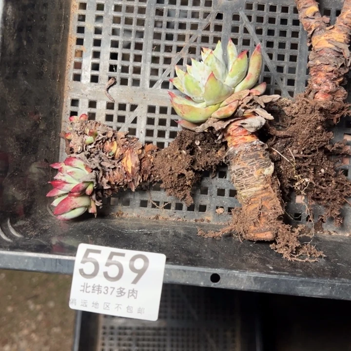 月*559哈哈哈哈哈哈哈哈