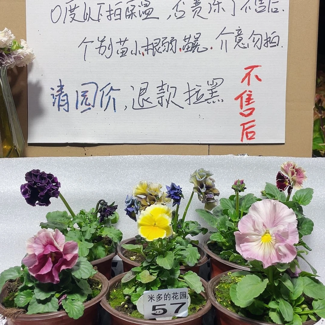 大部分花苞少量开放57