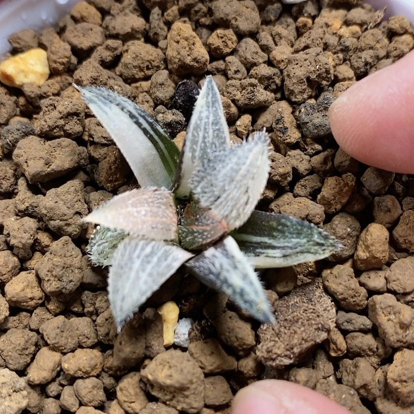 【闪购商品】217长毛狗