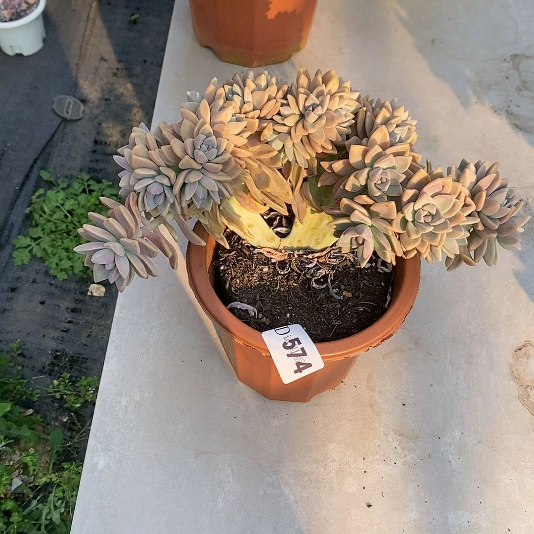 1****0574淡雪缀多肉植物