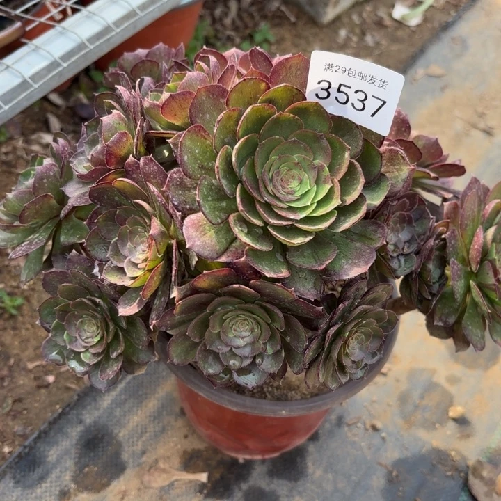 花月夜多肉有断头3537